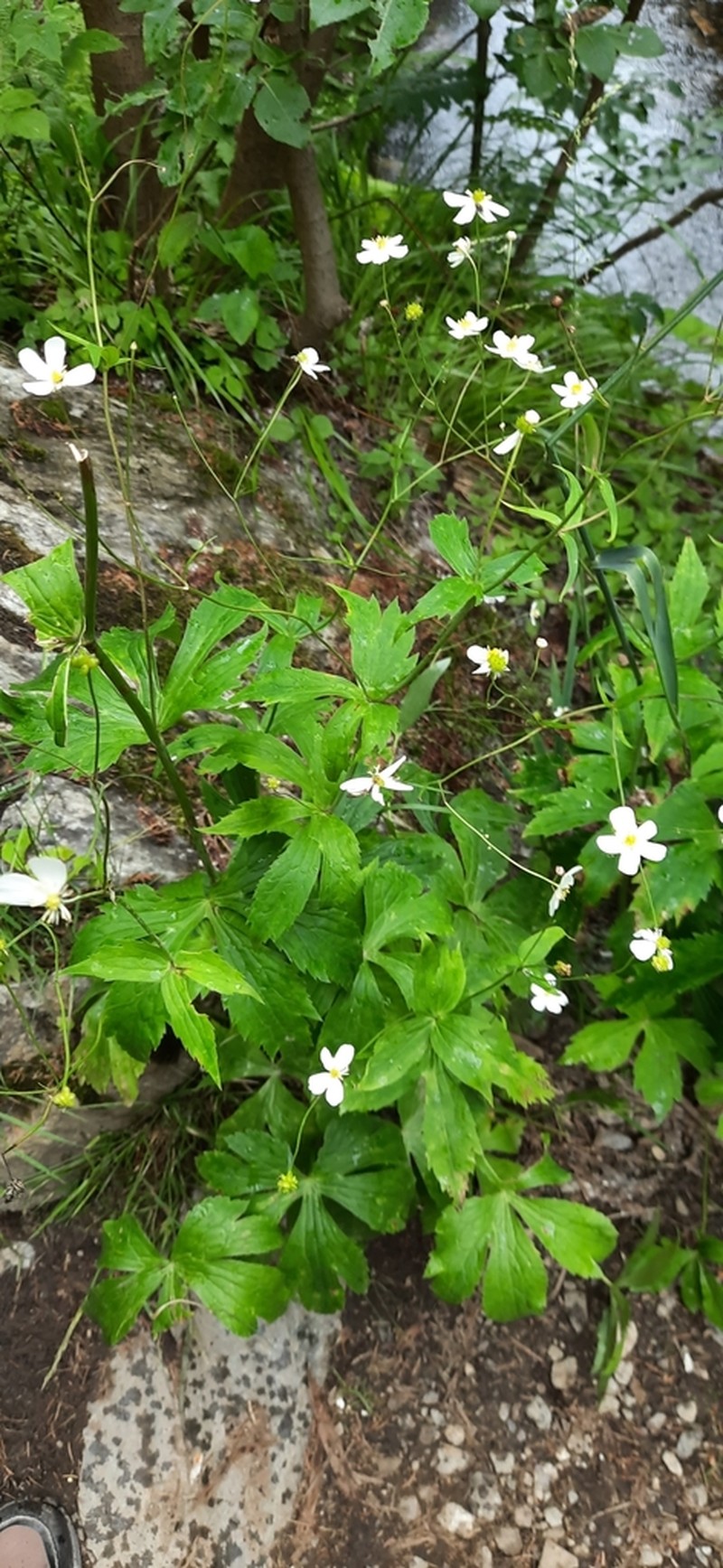 Ranunculus platanifolius photo 7