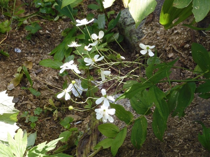 Ranunculus platanifolius photo 8