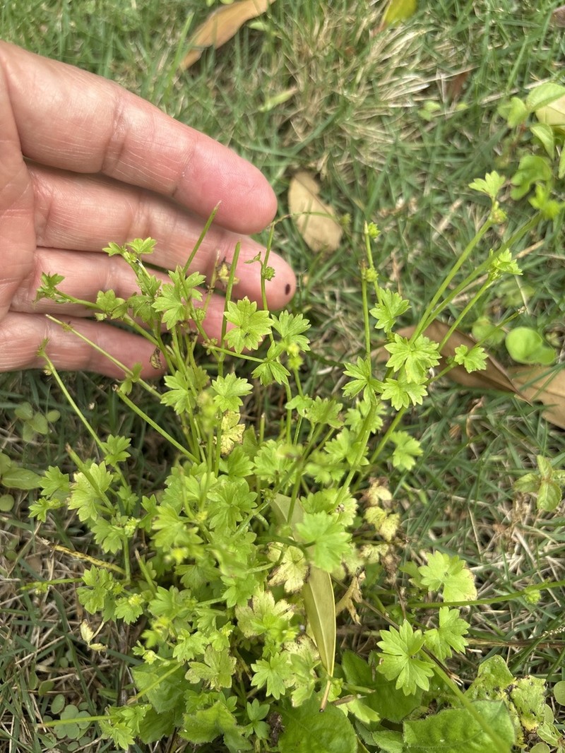 Prairie Buttercup