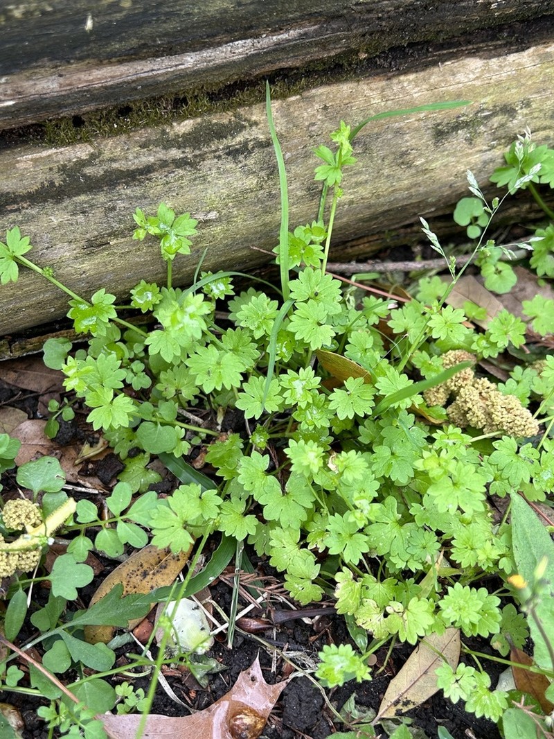 Prairie Buttercup photo 2