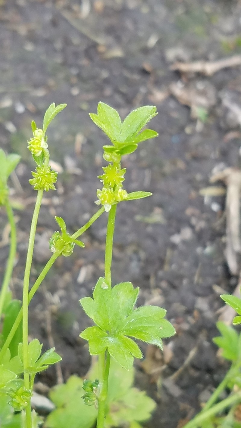 Prairie Buttercup photo 5