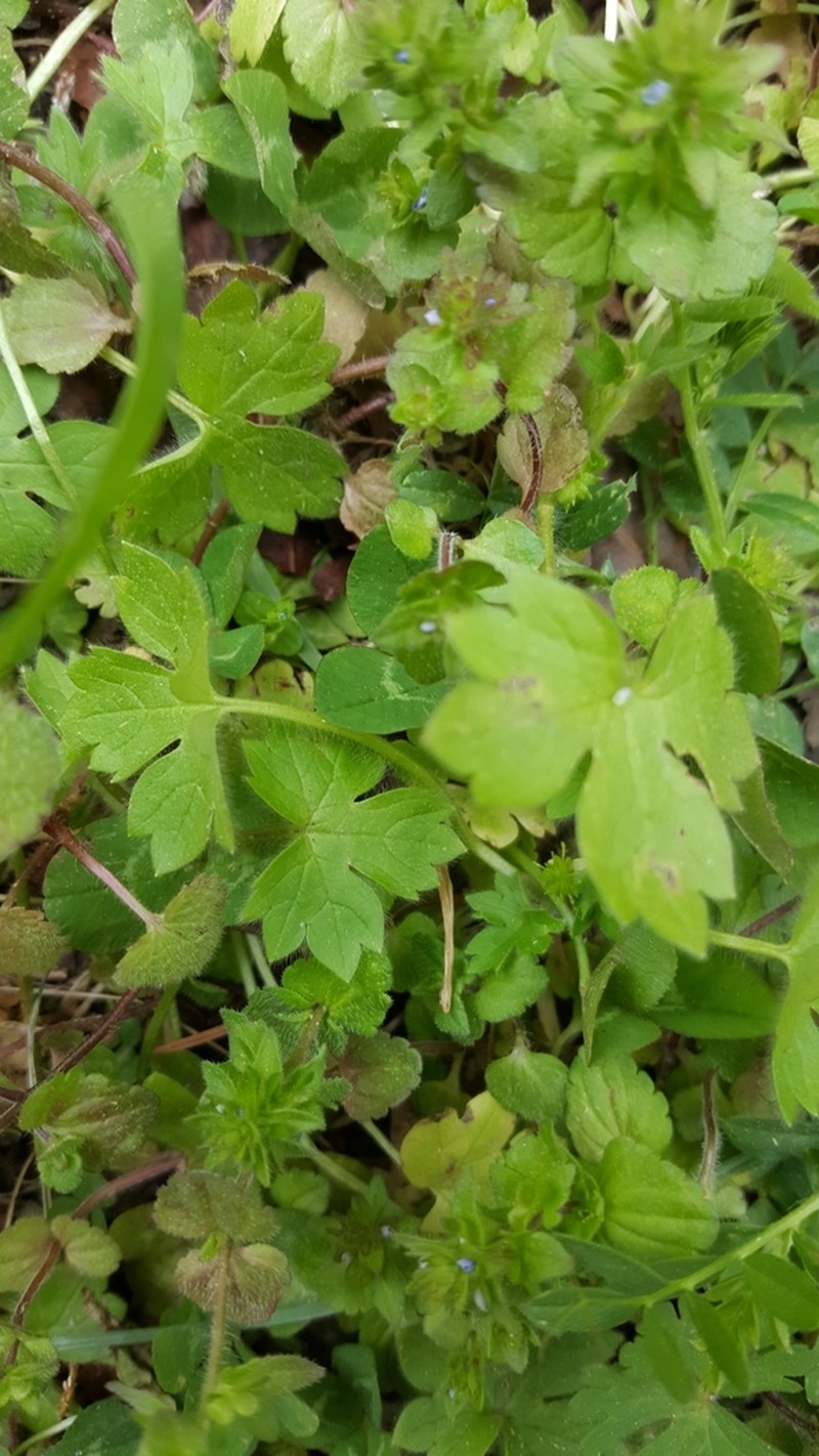 Prairie Buttercup photo 7