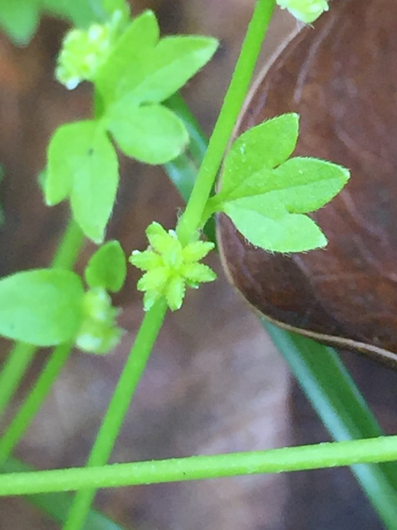Prairie Buttercup photo 8