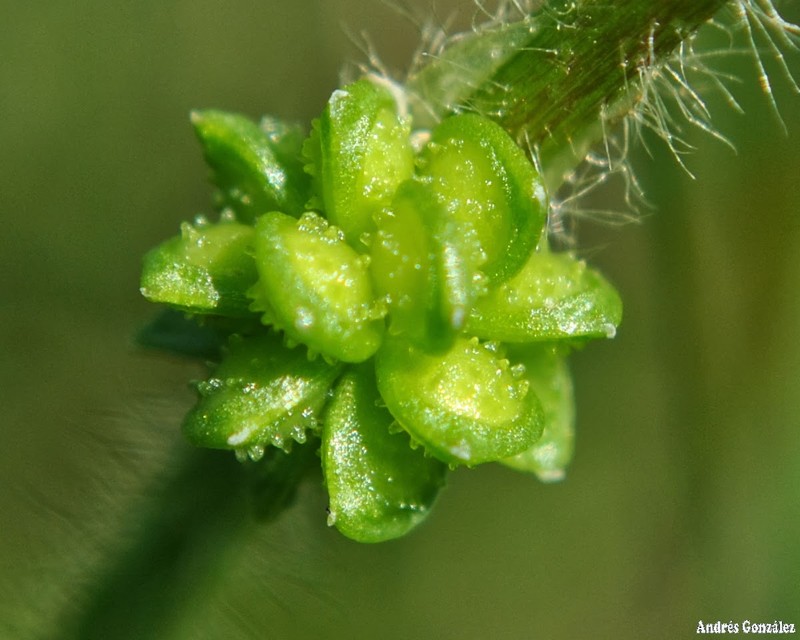 Prairie Buttercup photo 4