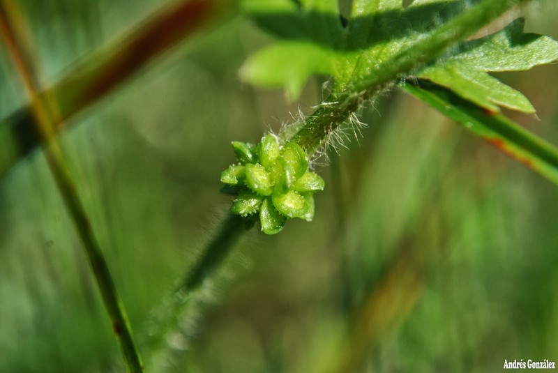 Prairie Buttercup photo 2