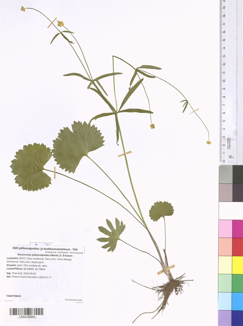 Ranunculus platycolpoides