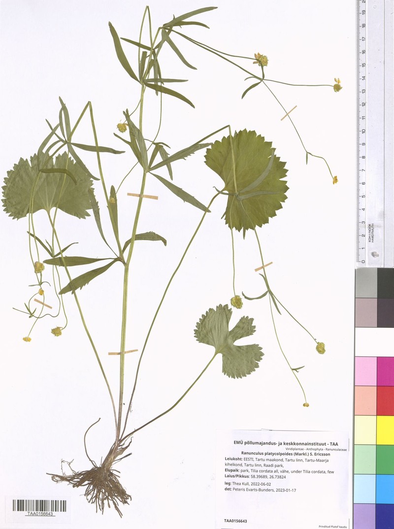 Ranunculus platycolpoides photo 2