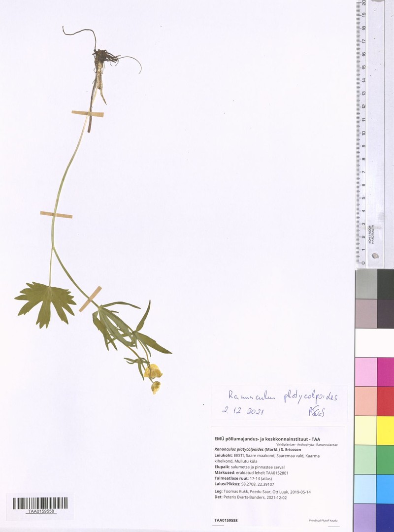 Ranunculus platycolpoides photo 3