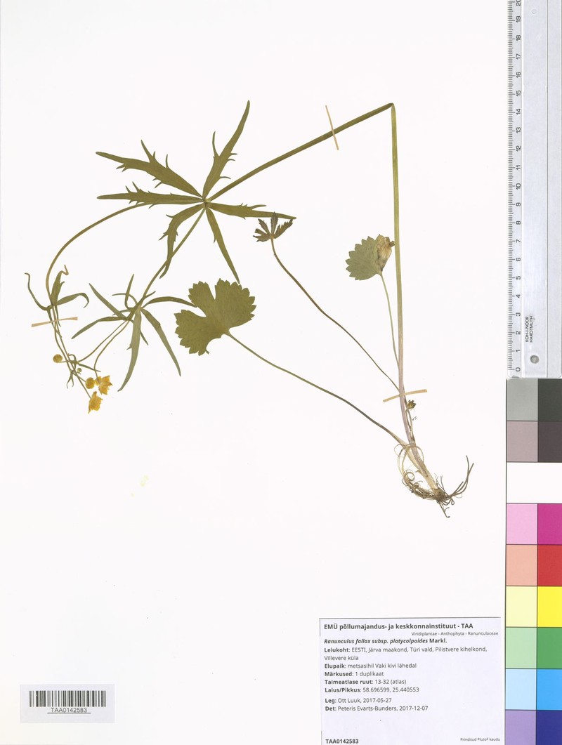 Ranunculus platycolpoides photo 4