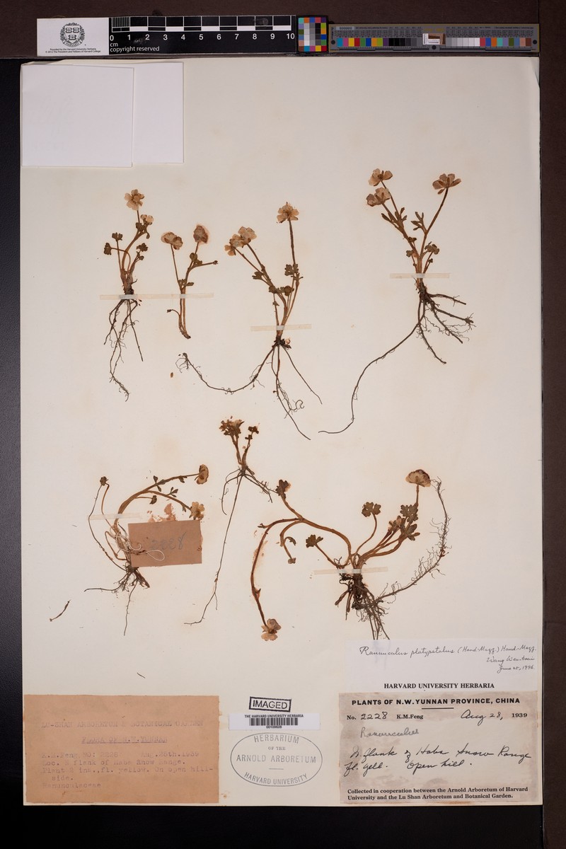 Ranunculus platypetalus
