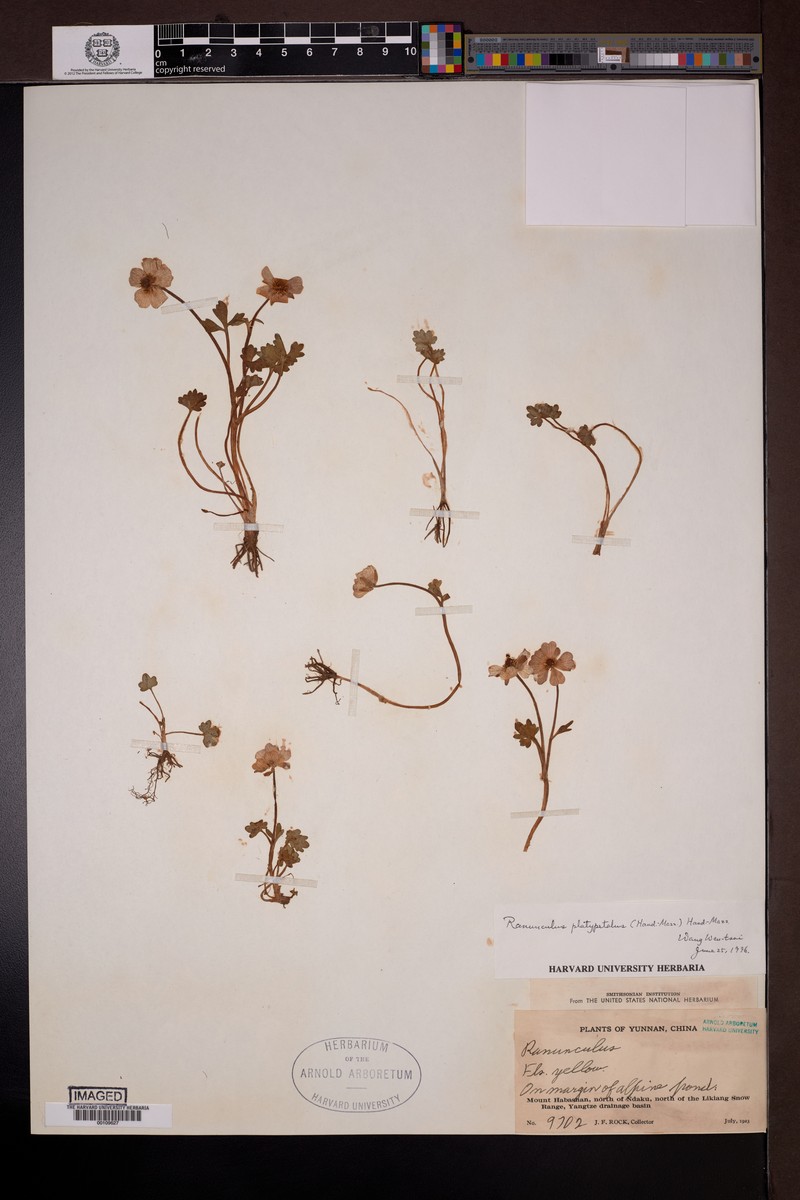 Ranunculus platypetalus photo 2