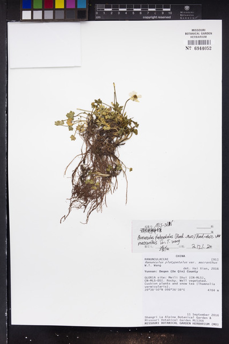 Ranunculus platypetalus var. macranthus