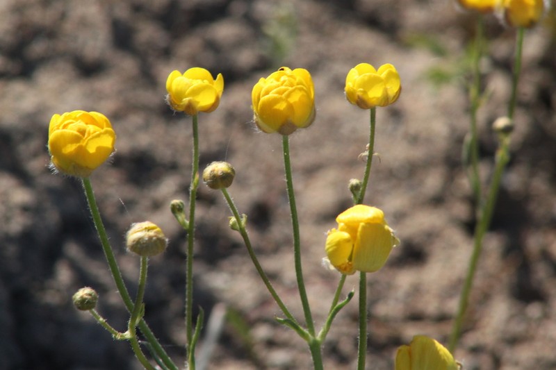 Ranunculus platyspermus
