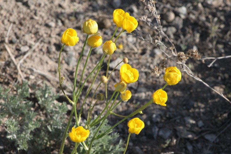 Ranunculus platyspermus photo 2