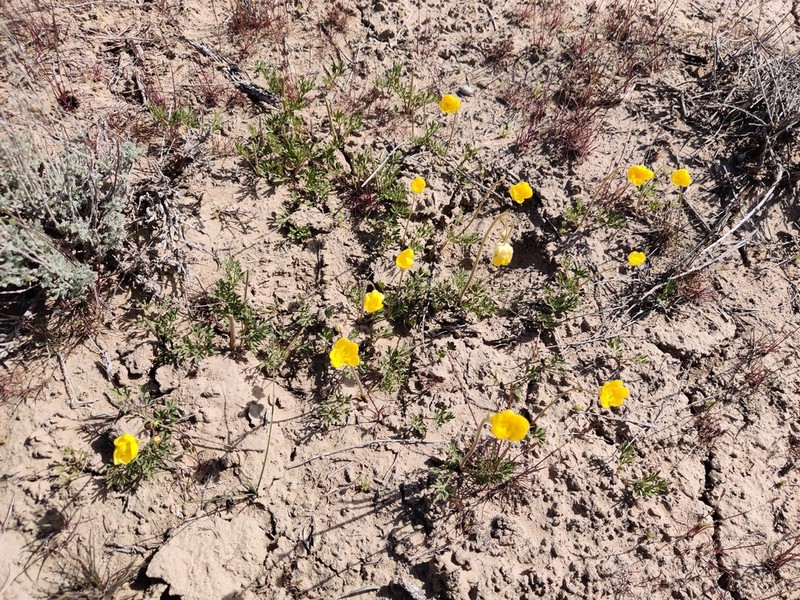 Ranunculus platyspermus photo 3