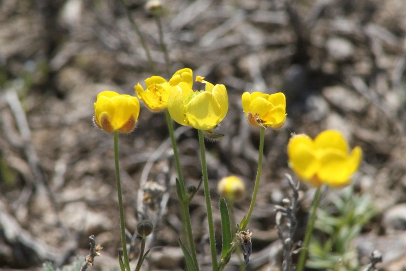 Ranunculus platyspermus photo 4