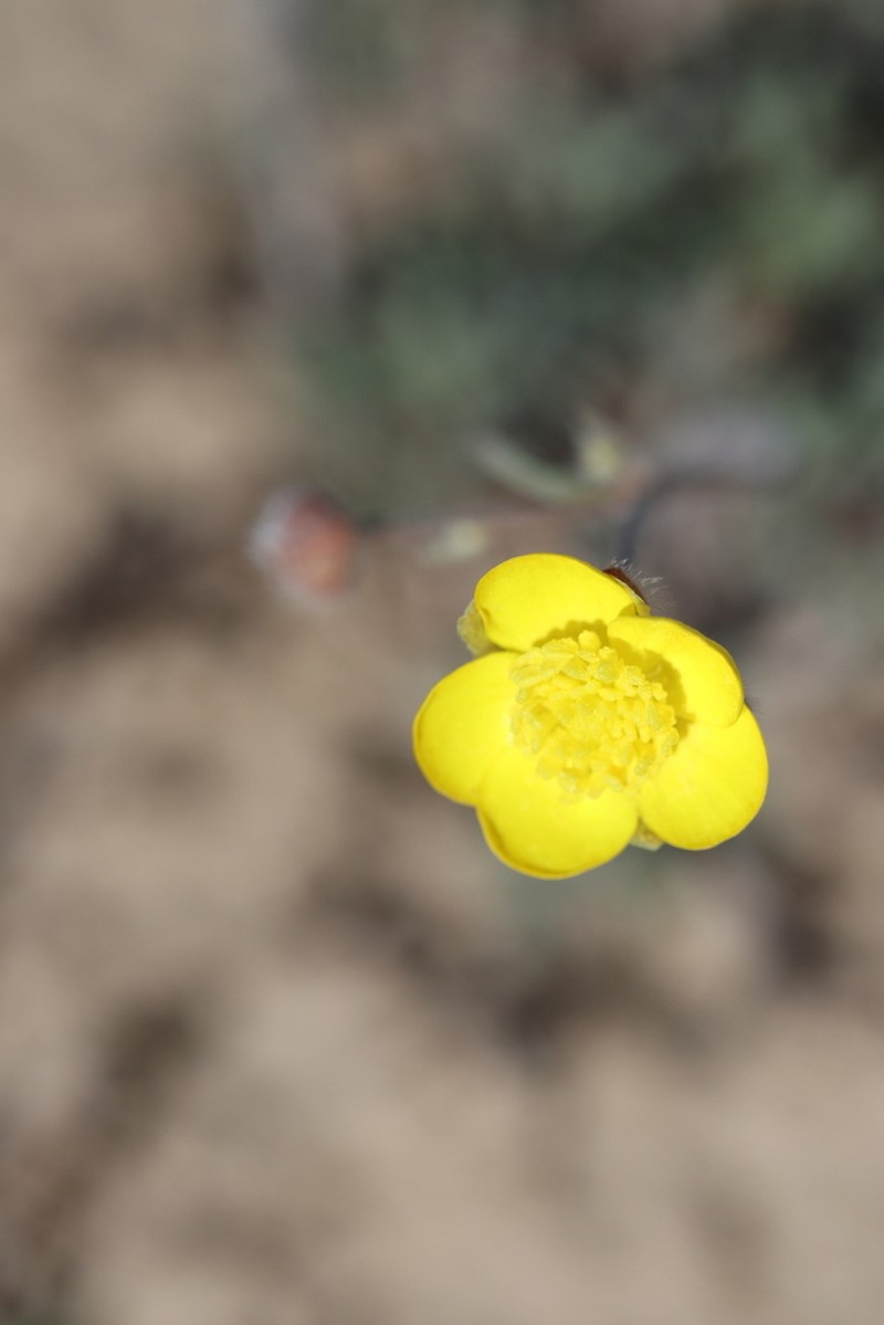 Ranunculus platyspermus photo 5