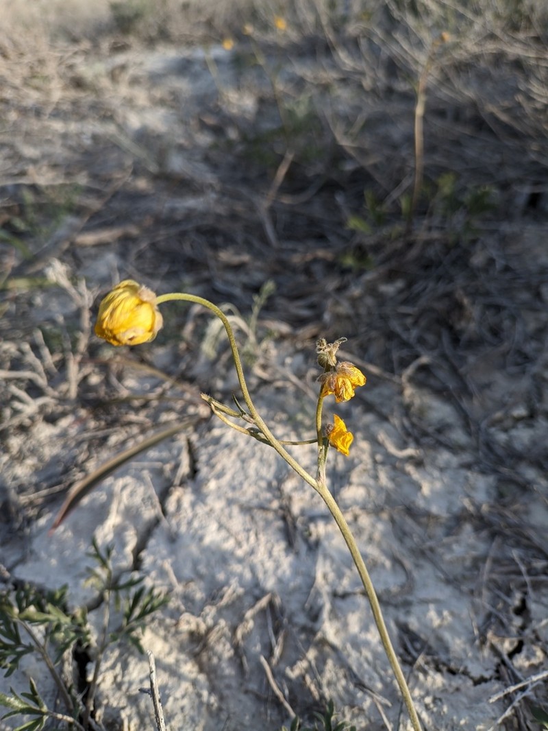 Ranunculus platyspermus photo 6