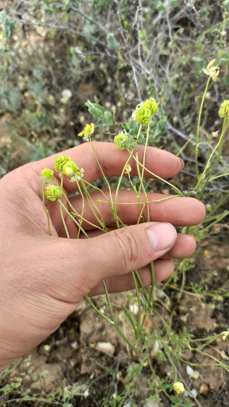 Ranunculus platyspermus photo 7