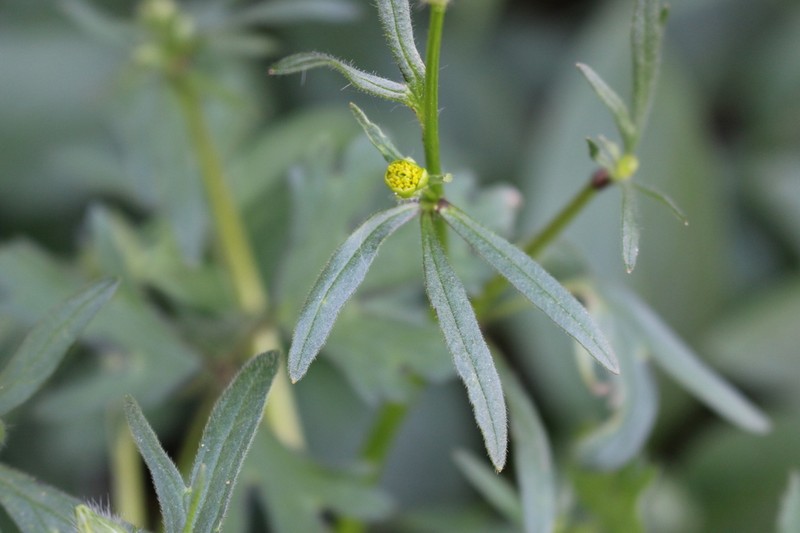 Ranunculus plavensis