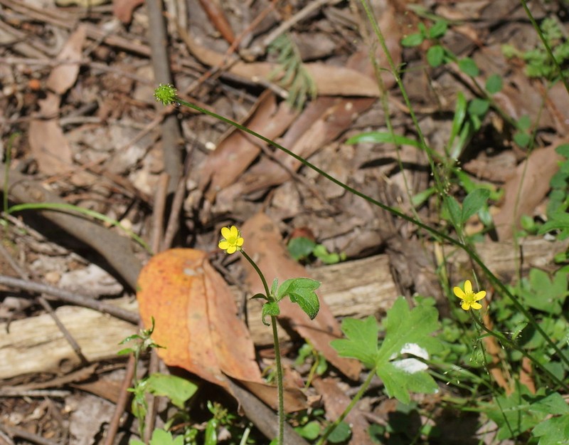 Common Australian Buttercup