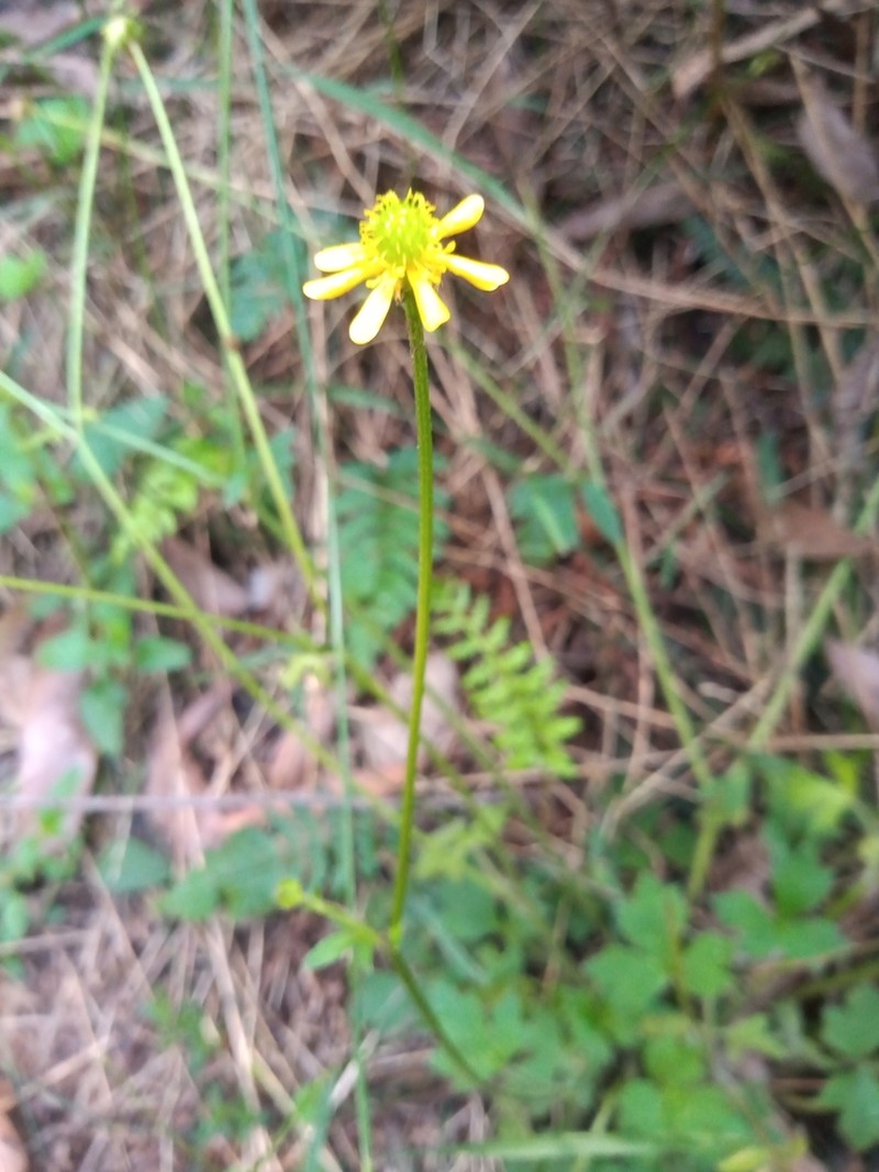 Common Australian Buttercup photo 2