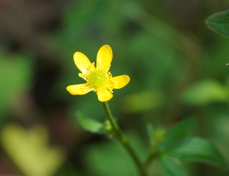 Common Australian Buttercup photo 3