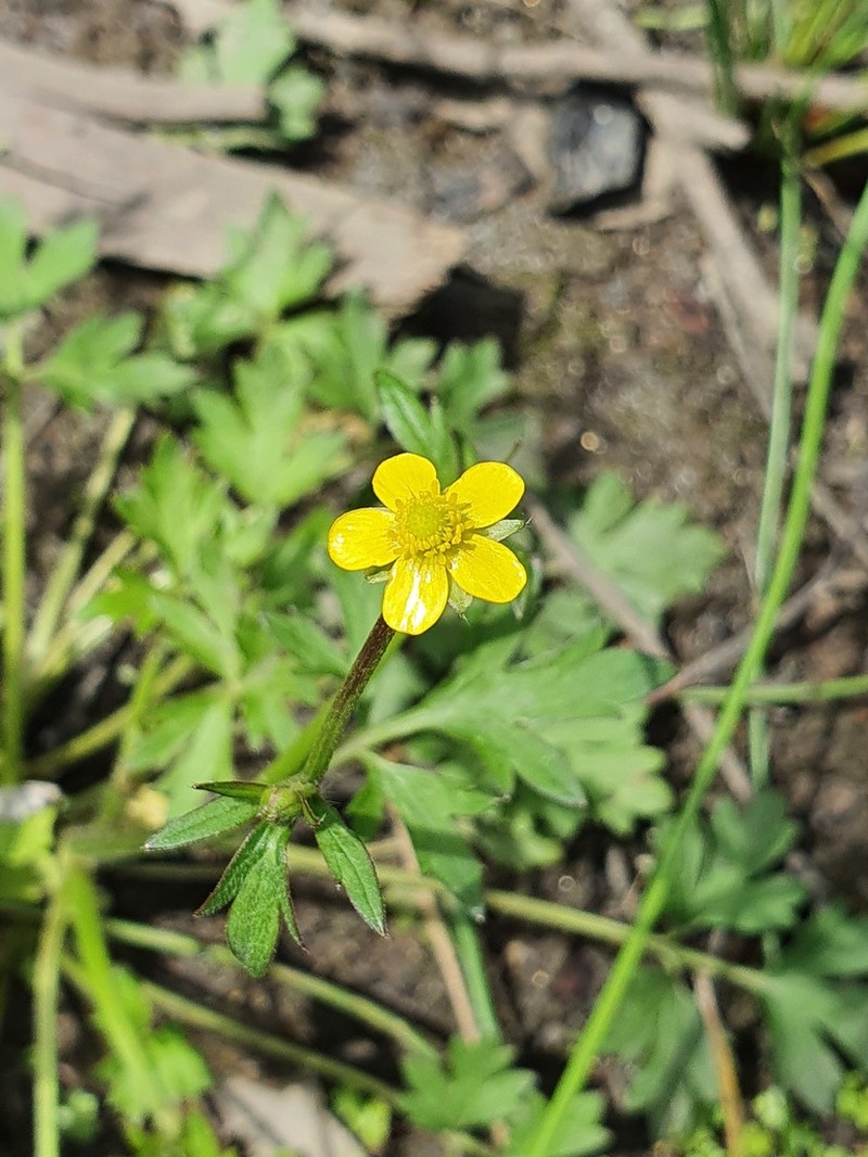 Common Australian Buttercup photo 4
