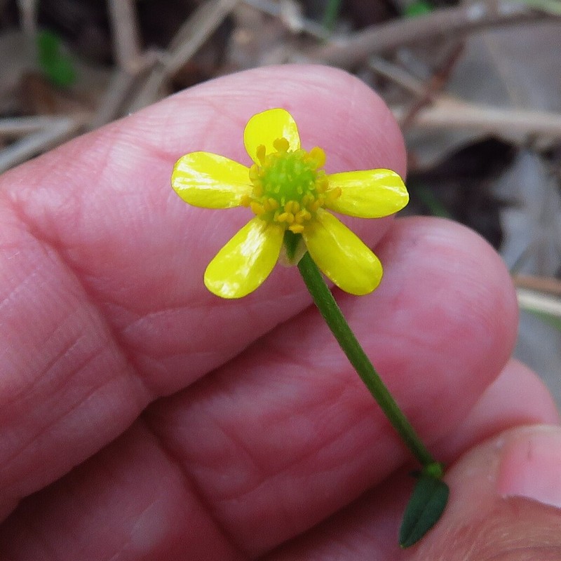 Common Australian Buttercup photo 5