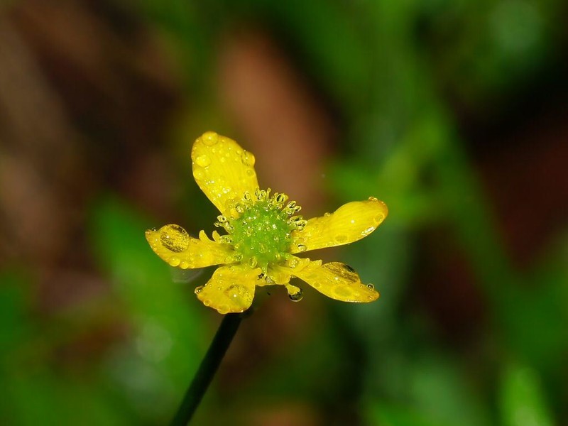 Common Australian Buttercup photo 6