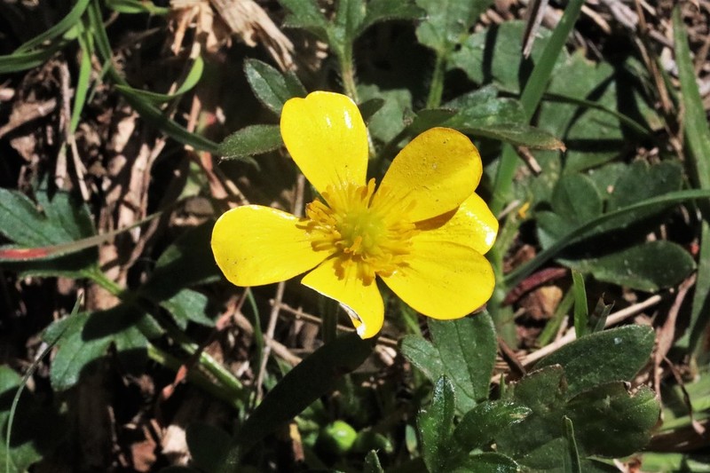 Common Australian Buttercup photo 7