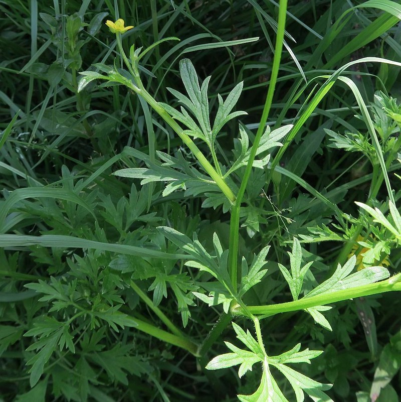 Common Australian Buttercup photo 8