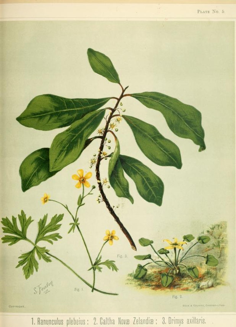 Common Australian Buttercup