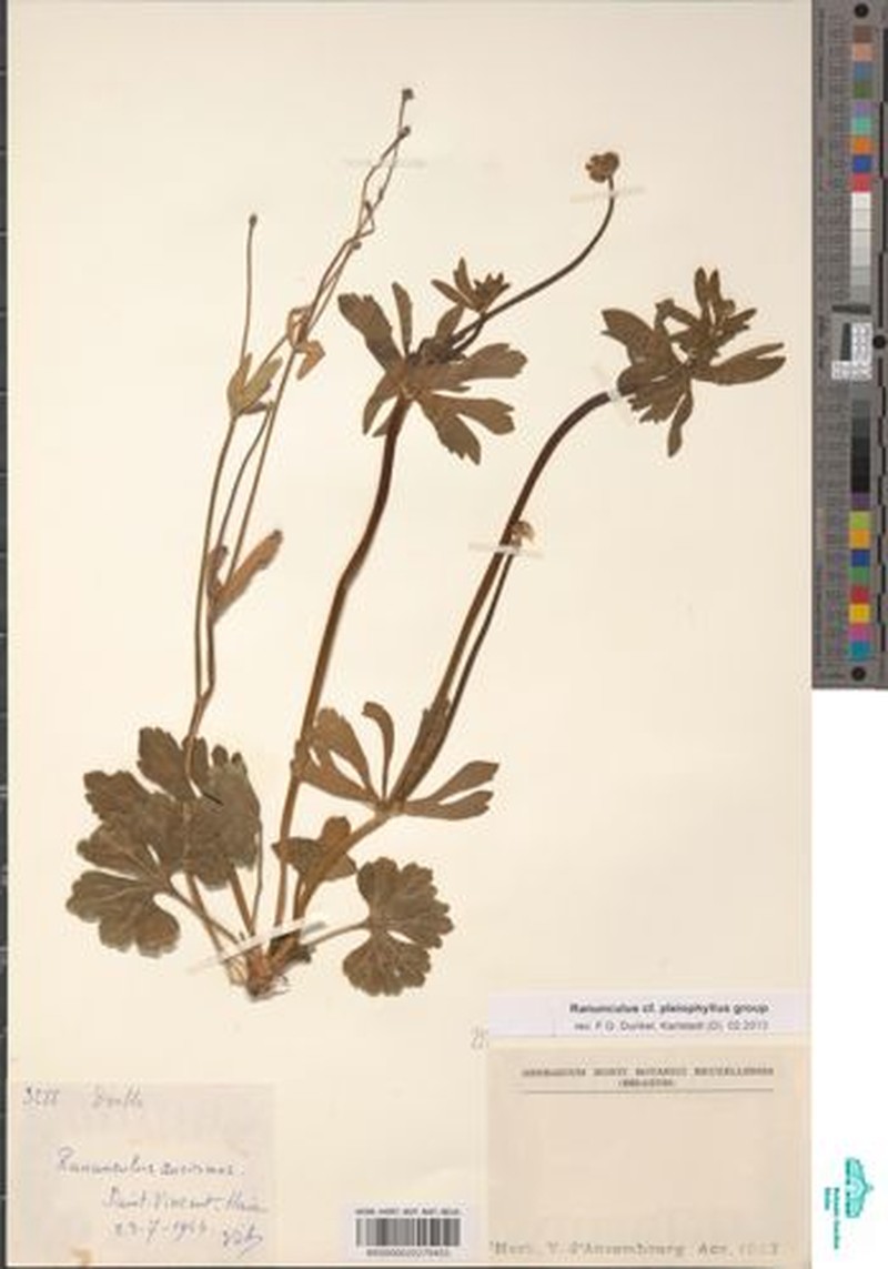 Ranunculus pleiophyllus