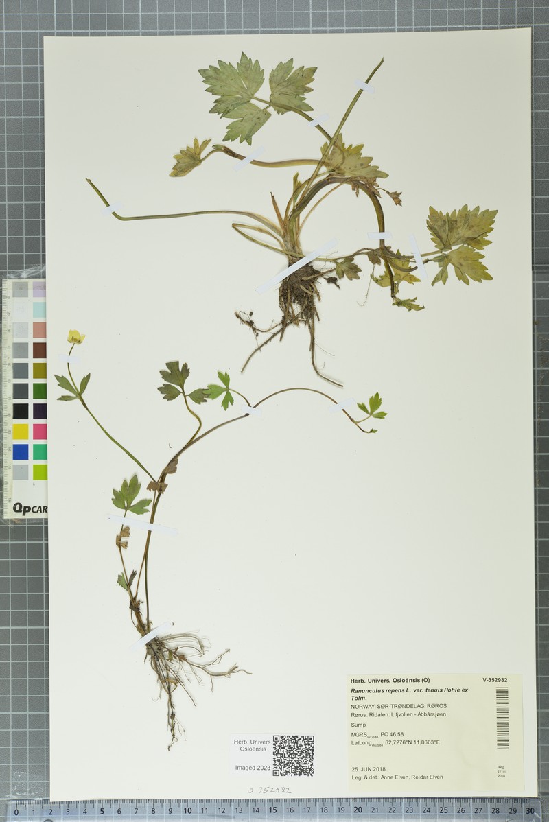 Ranunculus pohleanus