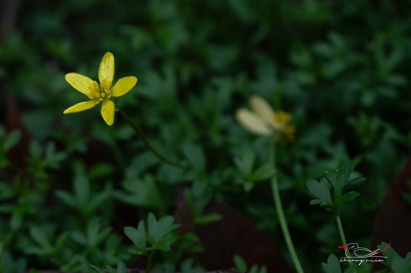 Ranunculus polii