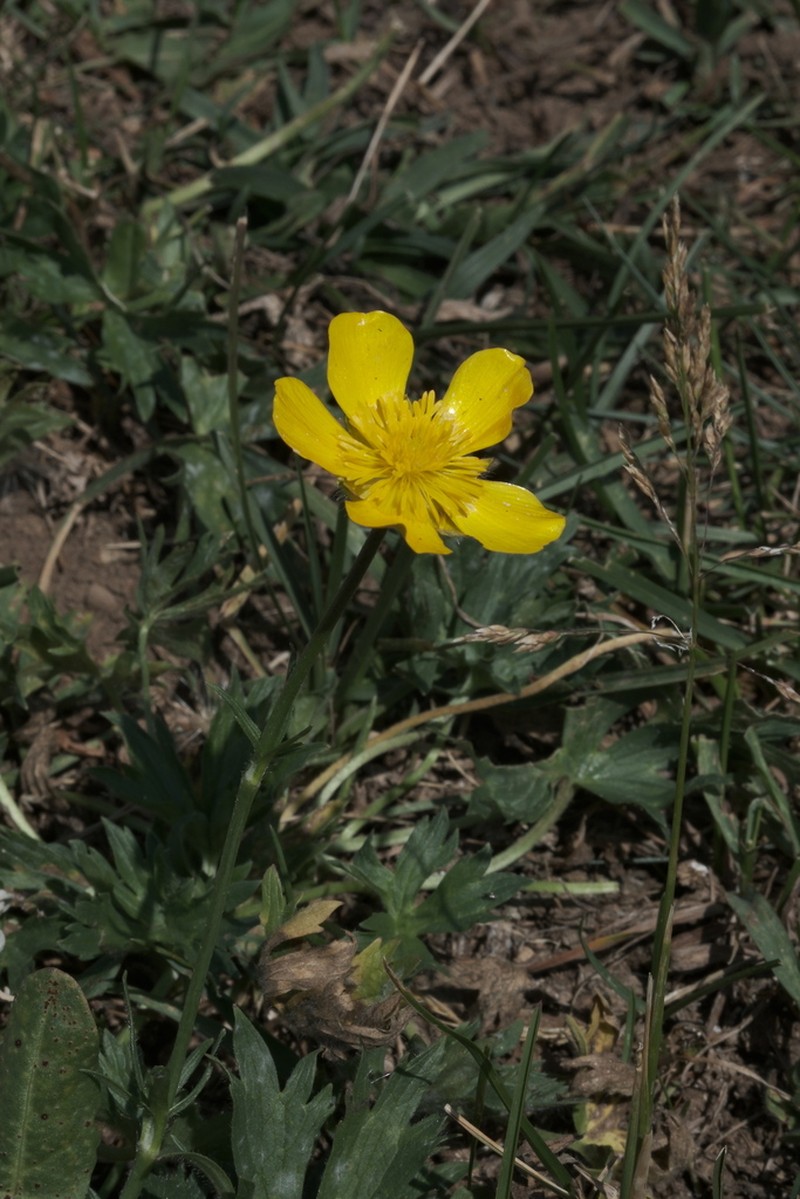 Ranunculus pollinensis photo 2