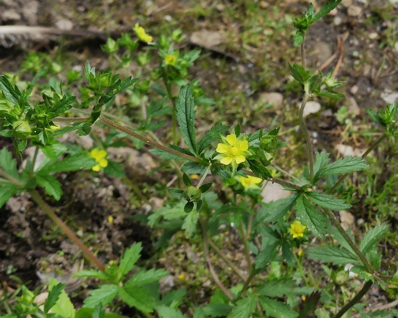 Ranunculus polyanthemophyllus photo 2