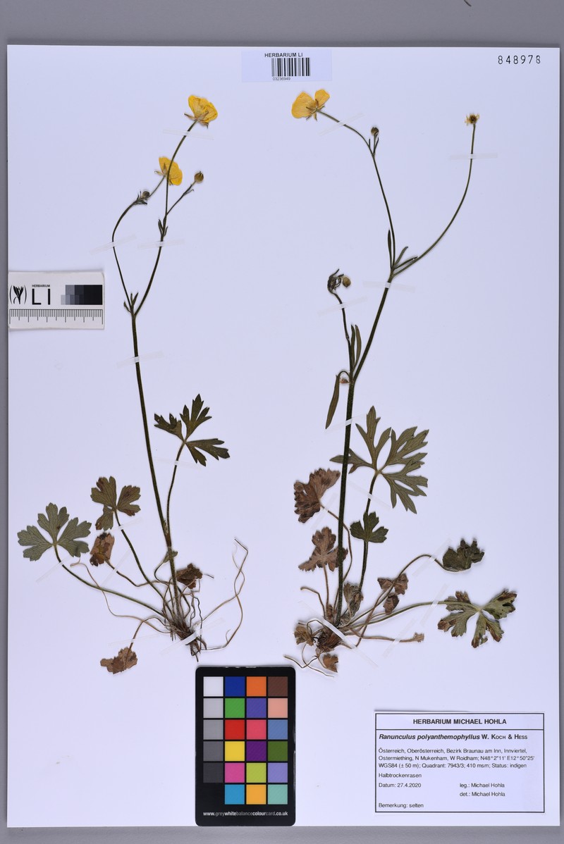 Ranunculus polyanthemophyllus photo 3
