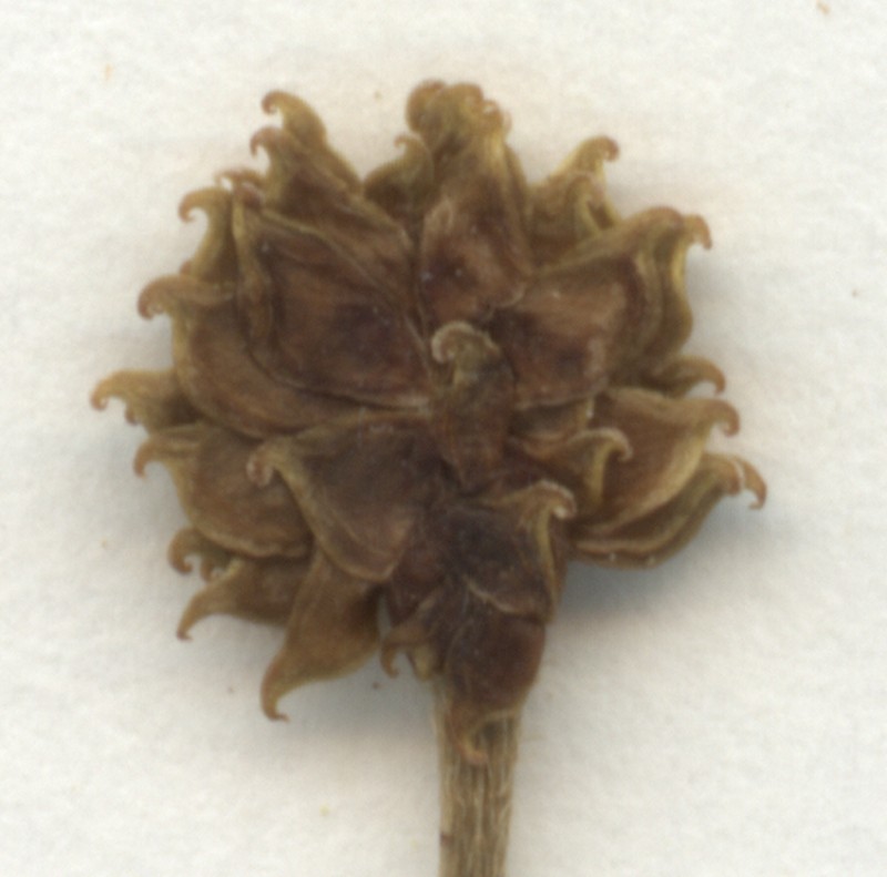 Ranunculus polyanthemophyllus