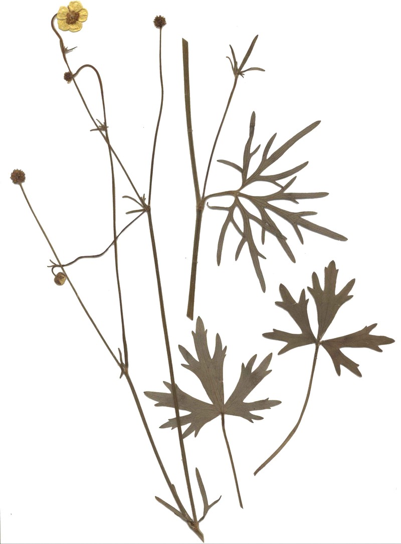 Ranunculus polyanthemophyllus photo 4