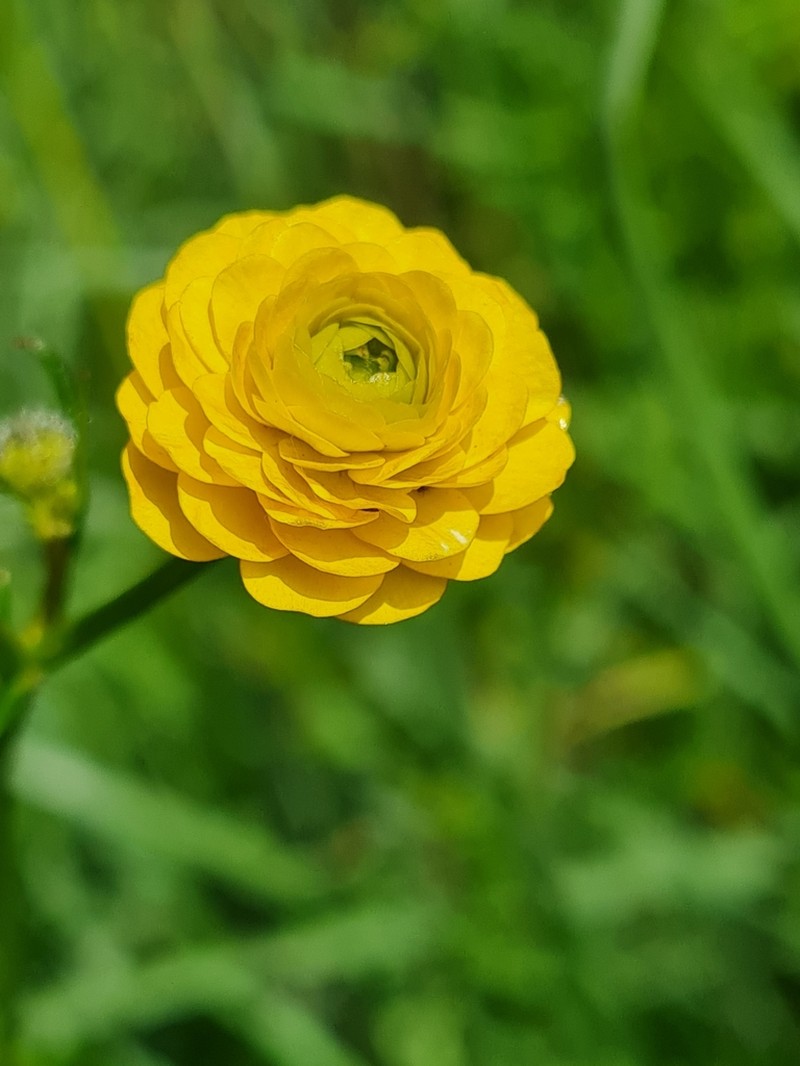 Ranunculus polyanthemos