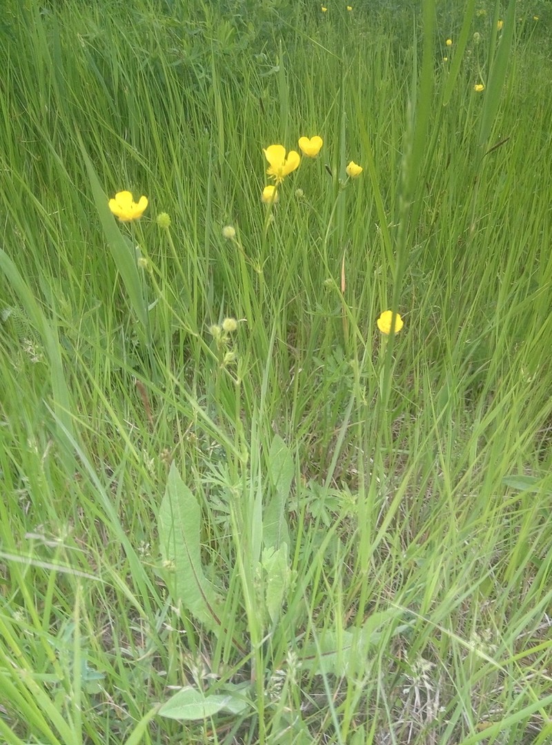 Ranunculus polyanthemos photo 2