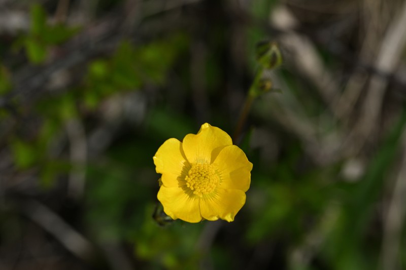 Ranunculus polyanthemos photo 3