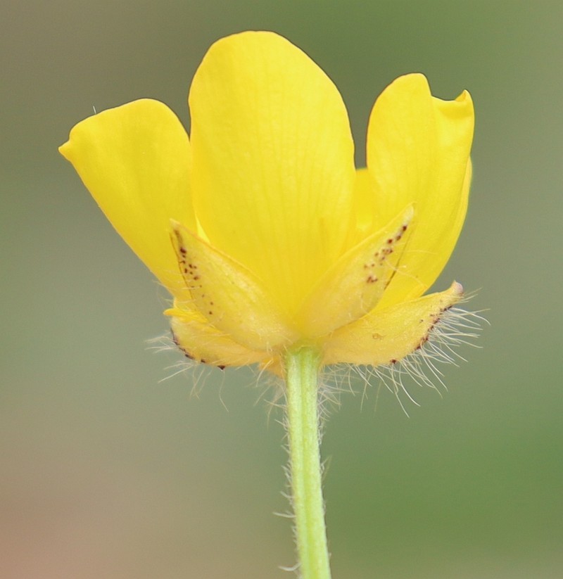 Ranunculus polyanthemos photo 4