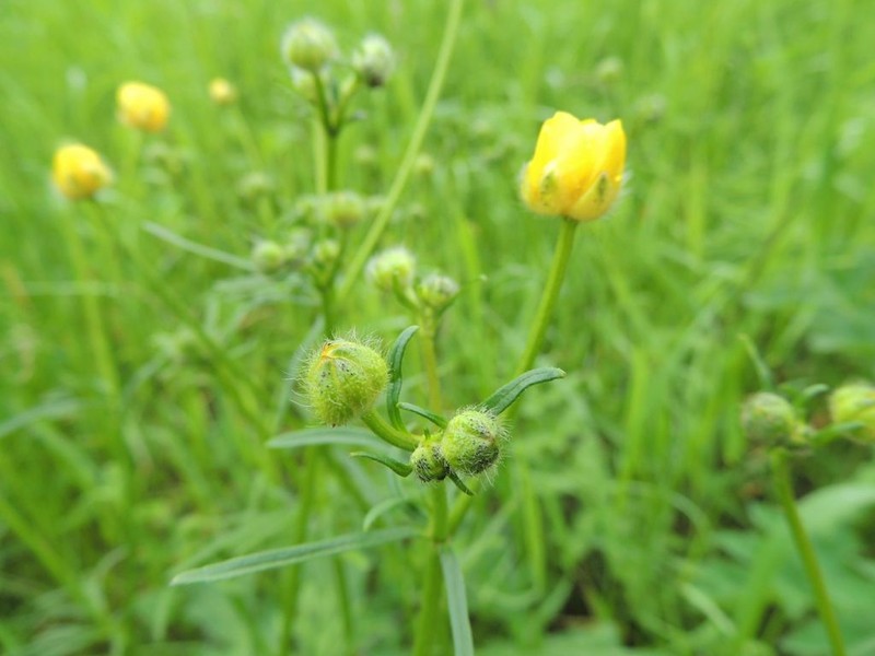 Ranunculus polyanthemos photo 5