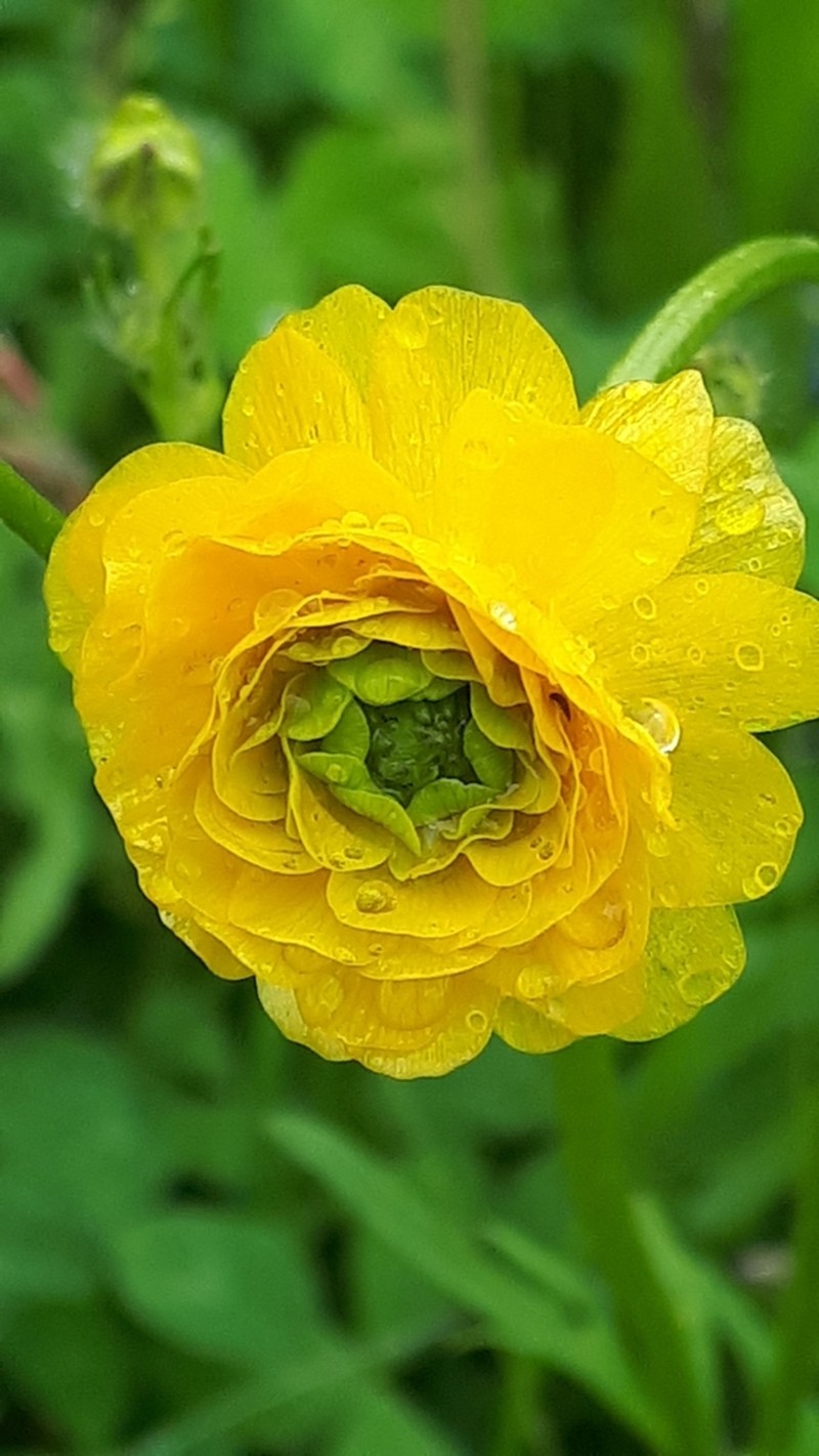 Ranunculus polyanthemos photo 6