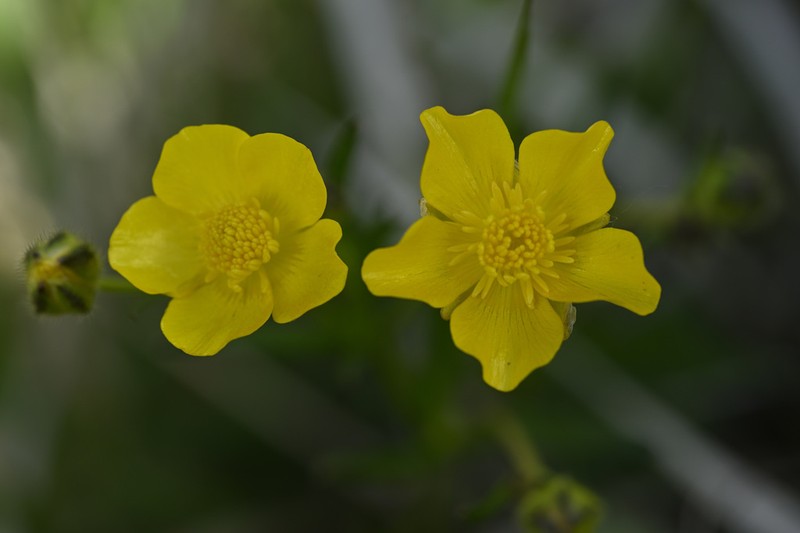 Ranunculus polyanthemos photo 7
