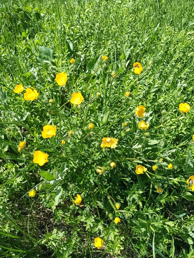 Ranunculus polyanthemos photo 8