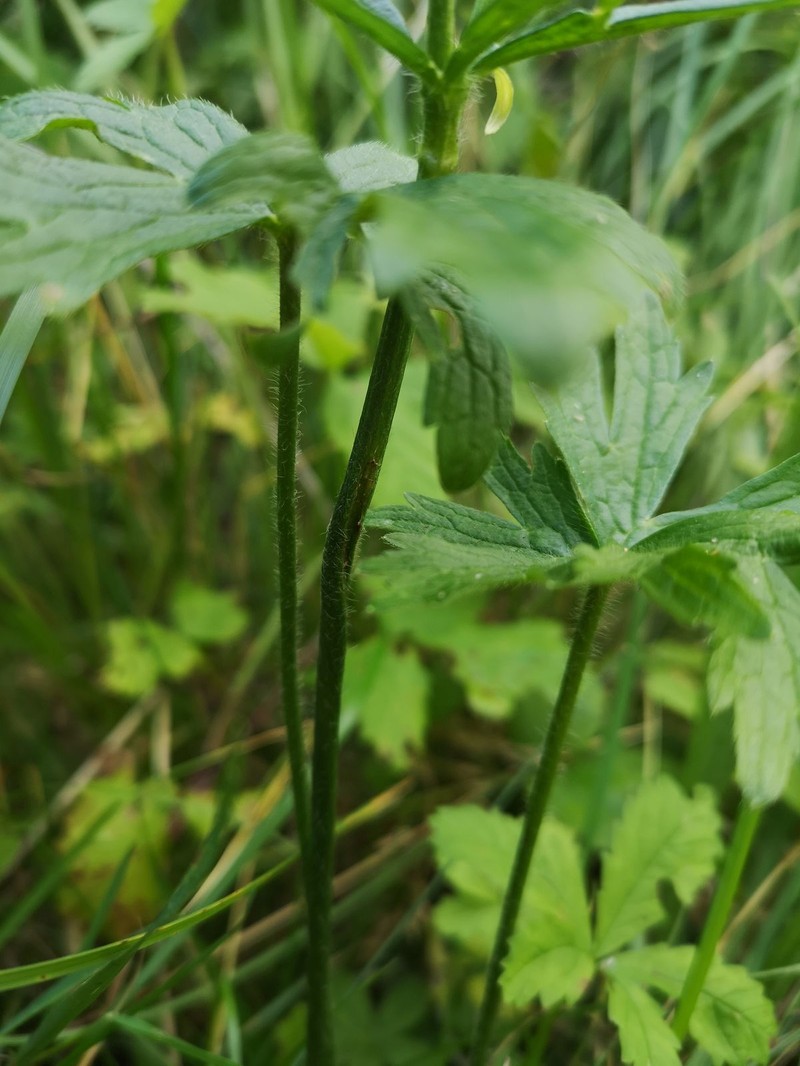 Ranunculus polyanthemos subsp. polyanthemos